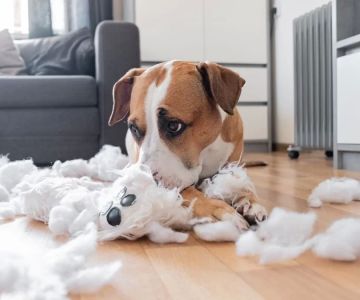 Managing Anxiety and Stress in Pets: Effective Strategies for a Calmer Pet