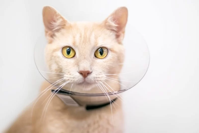 Aftercare Options for Your Pet’s Remains: What You Need to Know