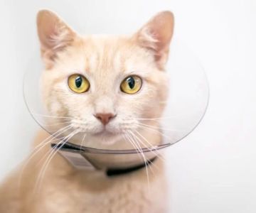 Aftercare Options for Your Pet’s Remains: What You Need to Know