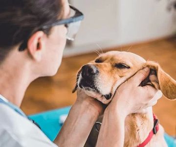 Pet Health Checkups and Wellness Exams: The Key to Your Pet's Long-Term Health