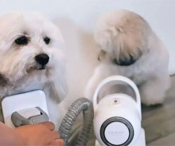 What to Do if Your Pet Has Matted Fur: Effective Tips and Grooming Solutions