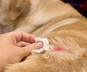 Dog Skin Rash Remedies – How to Treat and Prevent Irritated Skin in Dogs