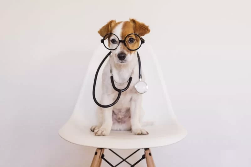 Comprehensive Canine Health Services – Keeping Your Dog Happy and Healthy