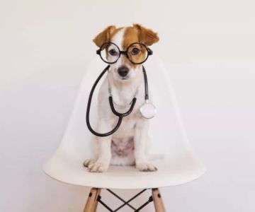 Comprehensive Canine Health Services – Keeping Your Dog Happy and Healthy