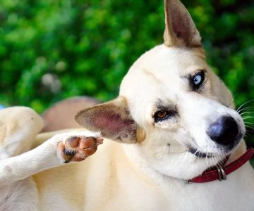 How to Tell If My Pet Has Fleas – Signs, Treatment, and Prevention