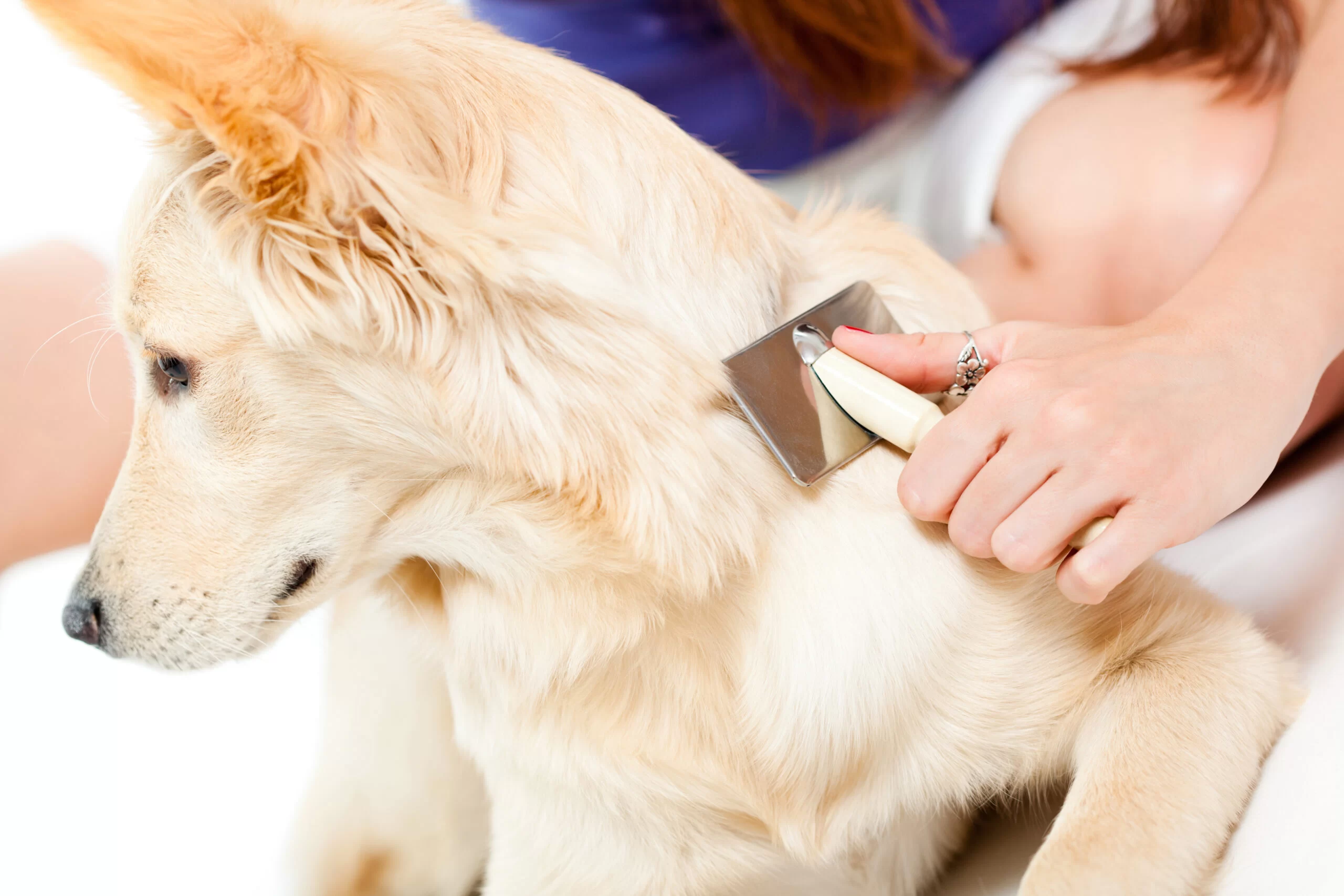 Natural Solutions for Pet Dandruff – Remedies for a Healthier Coat