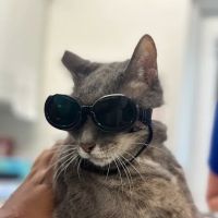 Vero Beach Veterinary Hospital ico