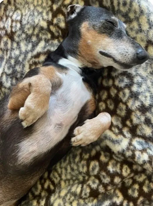 Vero Beach Veterinary Hospital 12
