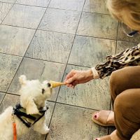 Live Oak Animal Hospital - Miracle Mile ico