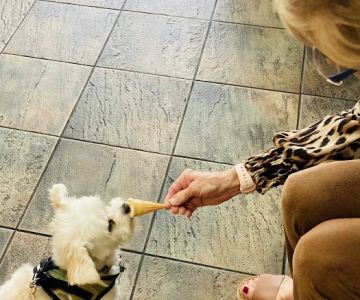 Live Oak Animal Hospital - Miracle Mile