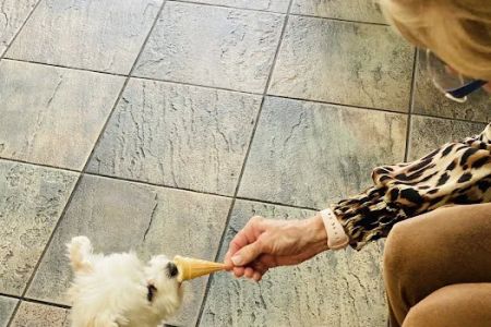 Live Oak Animal Hospital - Miracle Mile