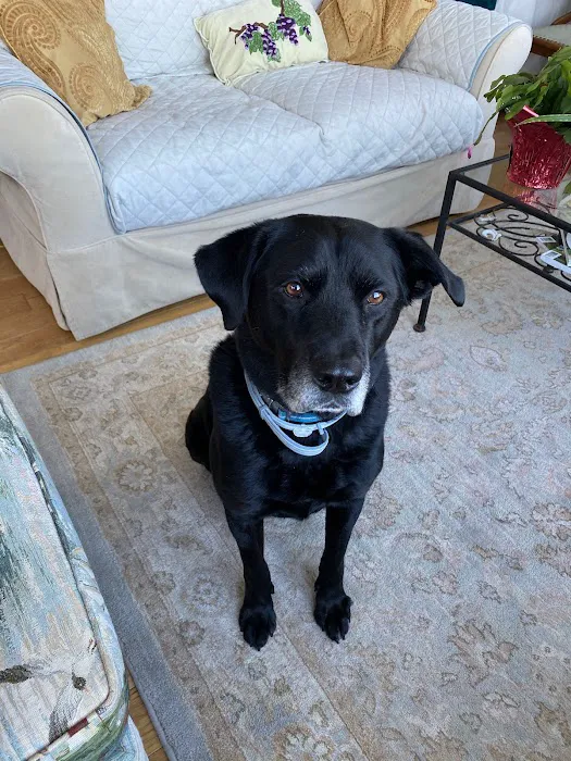 Live Oak Animal Hospital - Miracle Mile 7