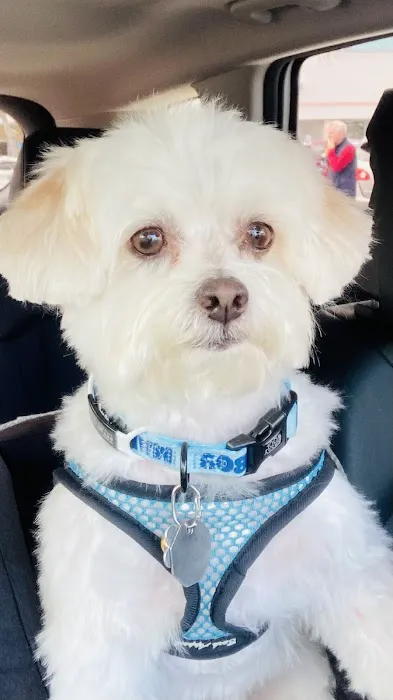 Live Oak Animal Hospital - Miracle Mile 6