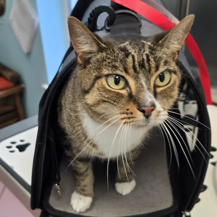 St. Francis Animal Hospital of Vero Beach 12