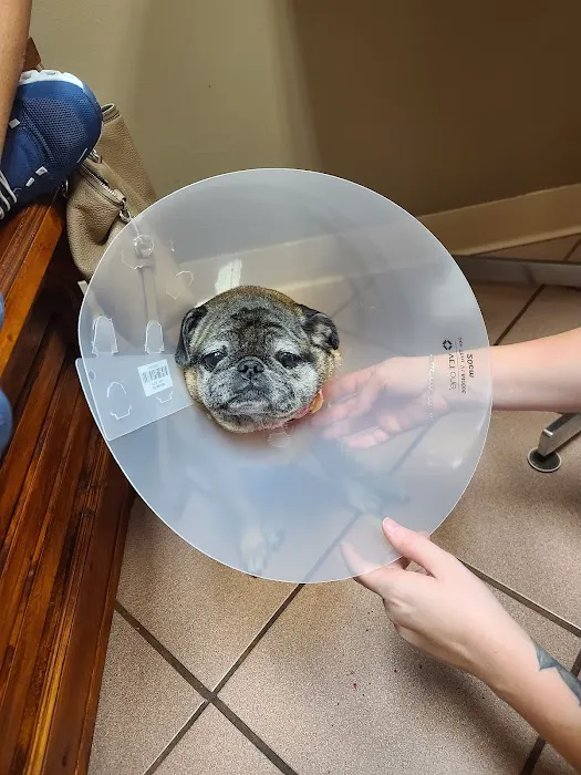 St. Francis Animal Hospital of Vero Beach 12