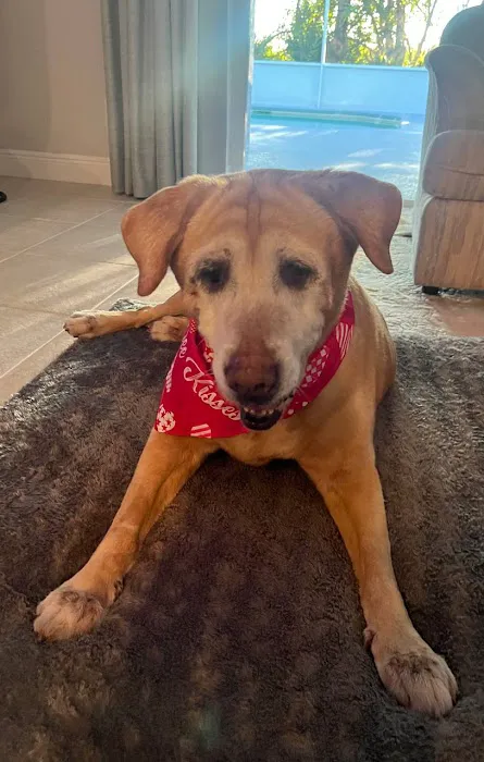 St. Francis Animal Hospital of Vero Beach 12