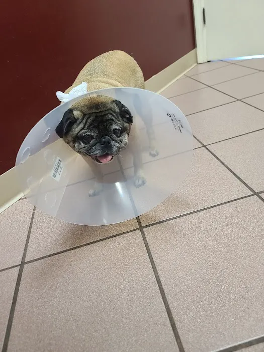 St. Francis Animal Hospital of Vero Beach 12