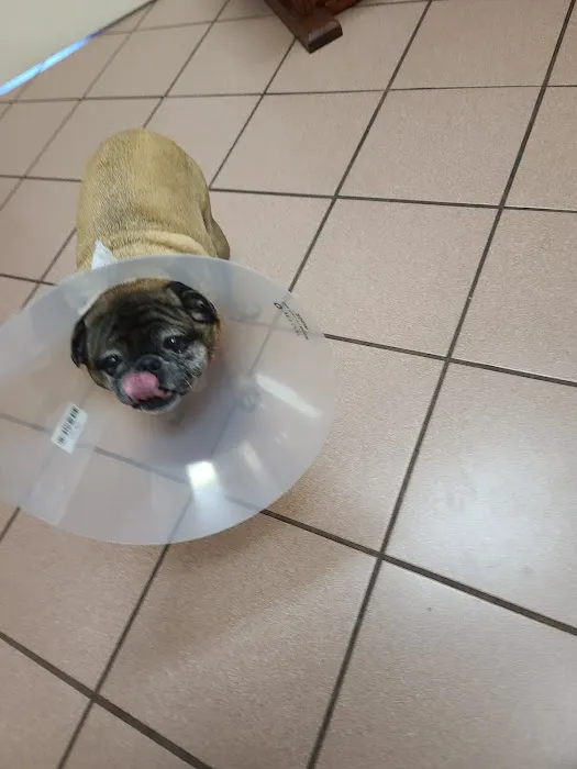 St. Francis Animal Hospital of Vero Beach 12