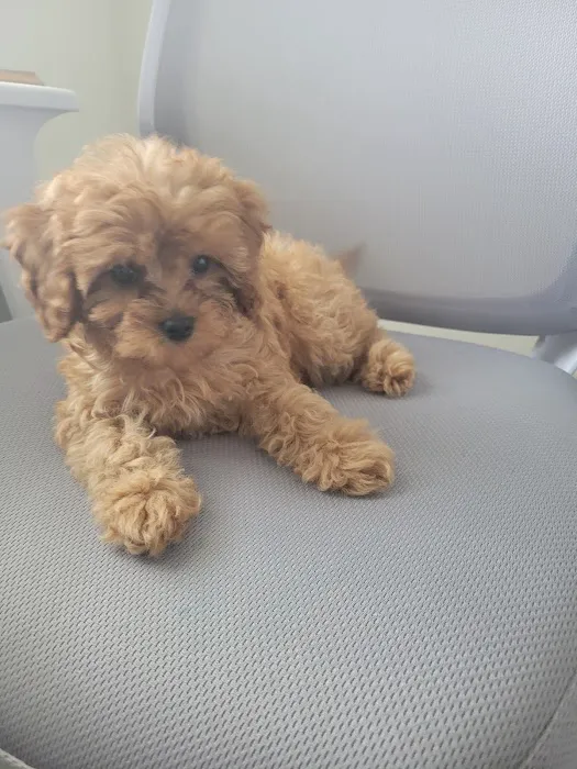 Village Pet Clinic 5