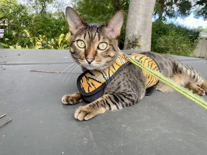 Village Pet Clinic 9