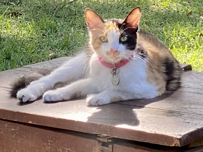 Village Pet Clinic 7