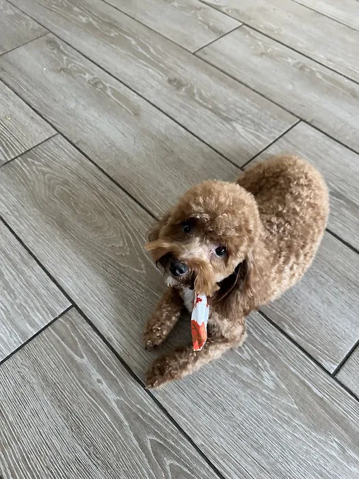 Village Pet Clinic 8