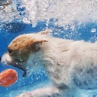 Planet Pet Animal Hospital ico
