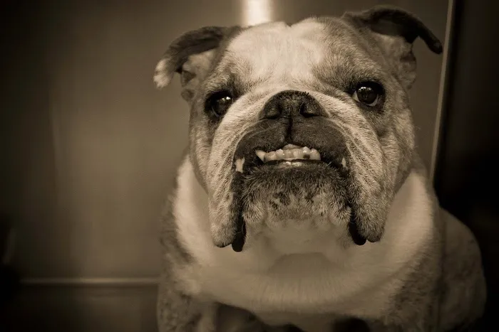 Planet Pet Animal Hospital 3