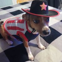 Banfield Pet Hospital ico