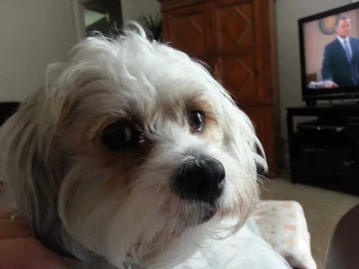 Pet Medical Center Of Vero Beach 12