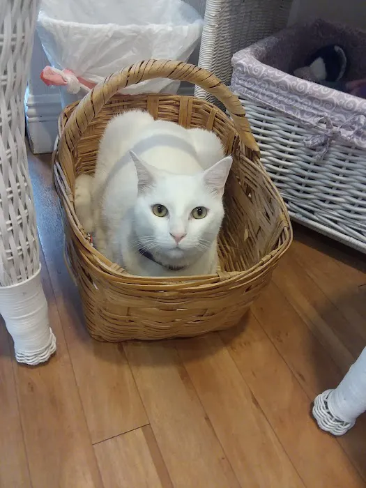 Cat Hospital of Vero Beach 5