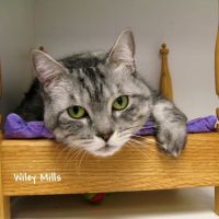 Cat Hospital of Vero Beach ico