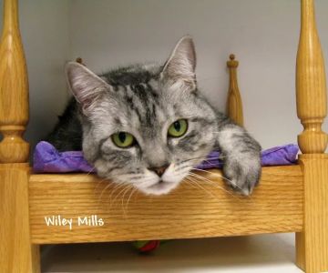 Cat Hospital of Vero Beach