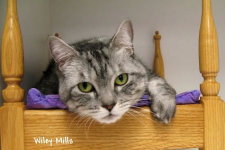 Cat Hospital of Vero Beach