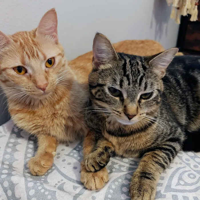 Cat Hospital of Vero Beach 8
