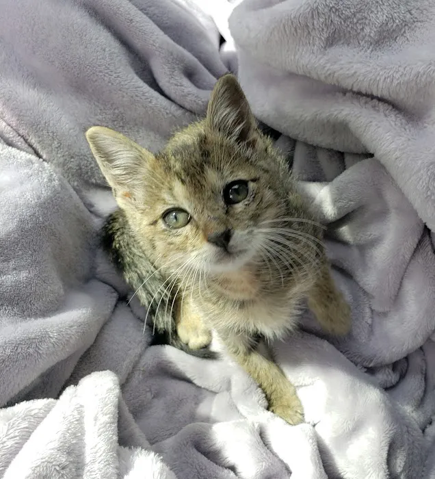 Rescue Adoption, Inc. 12