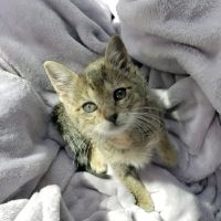 Rescue Adoption, Inc. ico