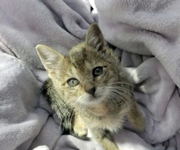 Rescue Adoption, Inc.