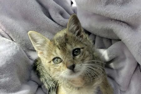 Rescue Adoption, Inc.
