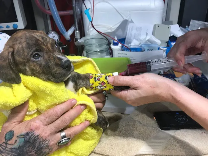 Rescue Adoption, Inc. 12