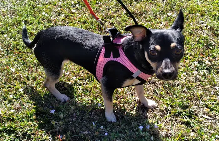 Rescue Adoption, Inc. 12