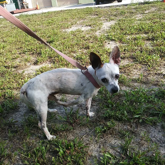 Rescue Adoption, Inc. 12