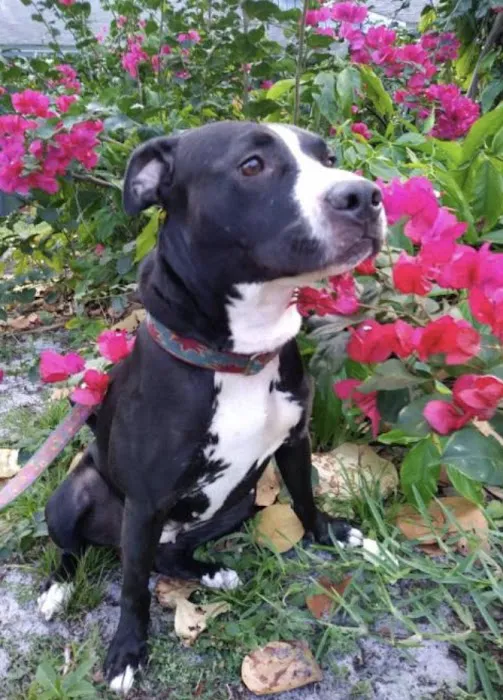 Rescue Adoption, Inc. 12