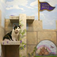 Cat Hospital of Vero Beach: Gambella Suzanne DVM ico