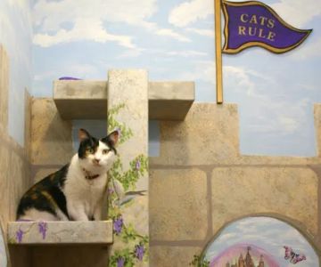 Cat Hospital of Vero Beach: Gambella Suzanne DVM