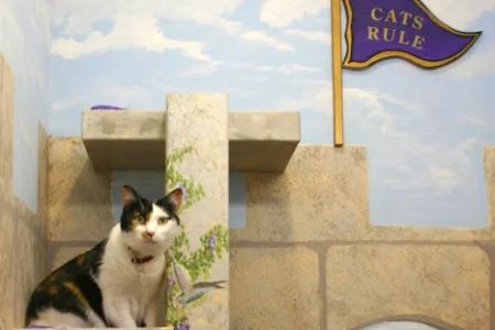 Cat Hospital of Vero Beach: Gambella Suzanne DVM
