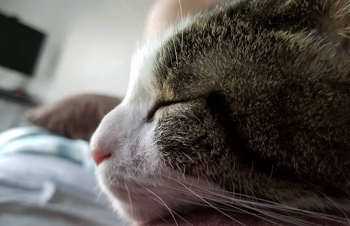 Cat Hospital of Vero Beach: Gambella Suzanne DVM 12