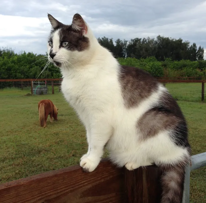 Cat Hospital of Vero Beach: Gambella Suzanne DVM 12