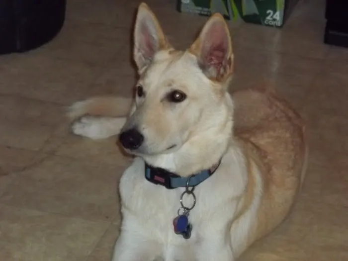 East Coast Veterinary Services 12