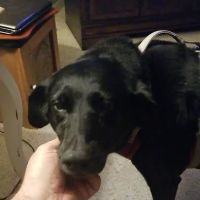 Kirby Veterinary Hospital ico